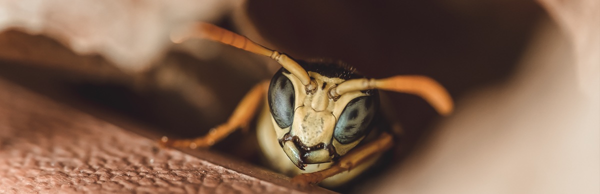 insectswatching.jpg